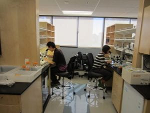 Student conducting research in Dr. Dion Dickman's Lab